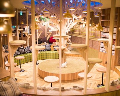 ☕ 고양이 카페 MOCHA 오사카 신사이바시점 (네코 카페 모카 오사카 신사이바시텐)